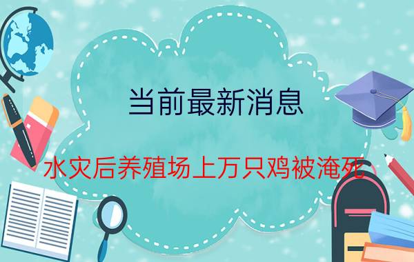 当前最新消息 水灾后养殖场上万只鸡被淹死 损失数千万让人泪目